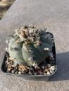 Lophophora koehresii